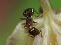 Temnothorax nevadensis - photo 3