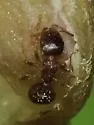 Temnothorax nevadensis - photo 4