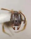 Temnothorax nevadensis - photo 5