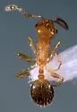 Temnothorax nitens