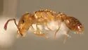 Temnothorax nitens - photo 2