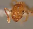 Temnothorax nitens - photo 3