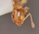 Temnothorax nitens - photo 4