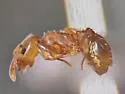 Temnothorax nitens - photo 5