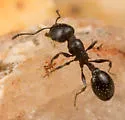 Temnothorax obliquicanthus