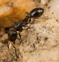 Temnothorax obliquicanthus - photo 2