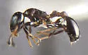 Temnothorax obturator