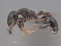 Temnothorax obturator - photo 3