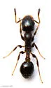 Temnothorax obturator - photo 4