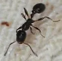 Temnothorax pergandei