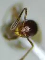 Temnothorax pergandei - photo 2