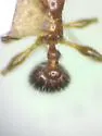 Temnothorax pergandei - photo 3
