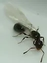Temnothorax pergandei - photo 4