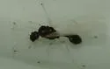 Temnothorax pergandei - photo 5