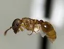 Temnothorax pilagens