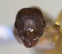 Temnothorax pilagens - photo 2