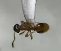 Temnothorax pilagens - photo 3