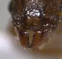 Temnothorax pilagens - photo 4