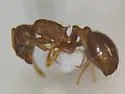 Temnothorax rudis