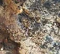 Temnothorax rudis - photo 2