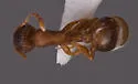 Temnothorax rugatulus