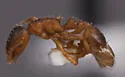 Temnothorax rugatulus - photo 2