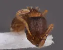 Temnothorax rugatulus - photo 3
