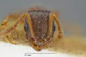 Temnothorax rugatulus - photo 4