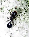 Temnothorax schaumii - photo 2