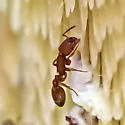 Temnothorax schaumii - photo 3
