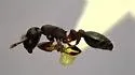 Temnothorax schaumii - photo 4