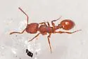 Temnothorax smithi