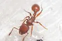 Temnothorax smithi - photo 2