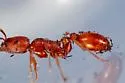 Temnothorax smithi - photo 3