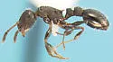 Temnothorax texanus - Temnothorax texanus