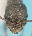 Temnothorax texanus - photo 2