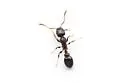 Temnothorax texanus - photo 3