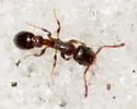 Temnothorax texanus - photo 4