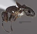 Temnothorax tricarinatus