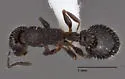 Temnothorax tricarinatus - photo 2