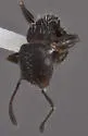 Temnothorax tricarinatus - photo 3