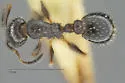Temnothorax tricarinatus - photo 4