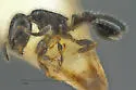 Temnothorax tricarinatus - photo 5
