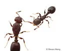 Temnothorax whitfordi