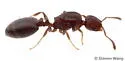 Temnothorax whitfordi - photo 2