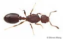 Temnothorax whitfordi - photo 3