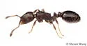 Temnothorax whitfordi - photo 4