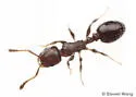 Temnothorax whitfordi - photo 5