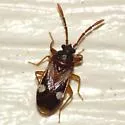 Tempyra biguttula