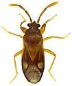 Tempyra biguttula - photo 3